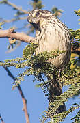 Streaky Seedeater