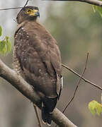 Crested Serpent Eagle