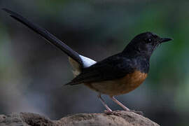 White-rumped Shama