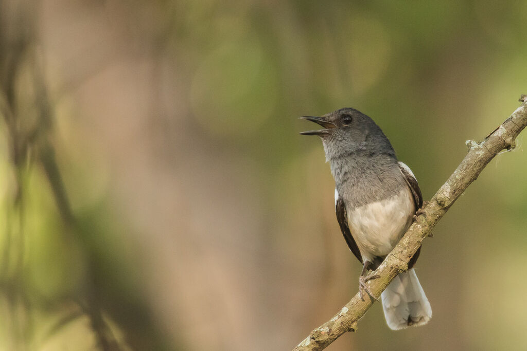 Oriental Magpie-Robin female, identification, close-up portrait