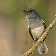 Oriental Magpie-Robin