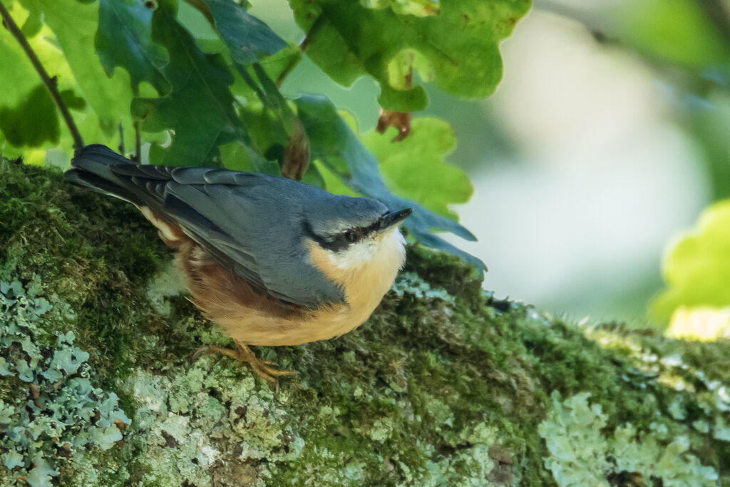 Eurasian Nuthatch, identification, close-up portrait