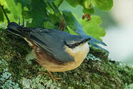 Eurasian Nuthatch