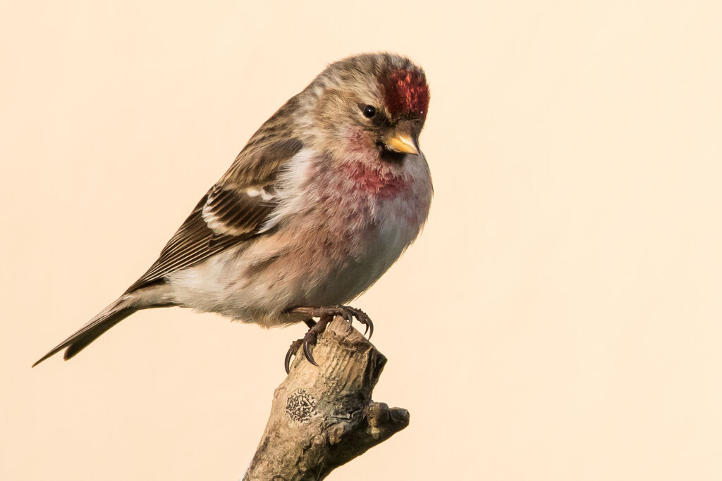Redpoll, identification