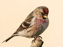 Common Redpoll