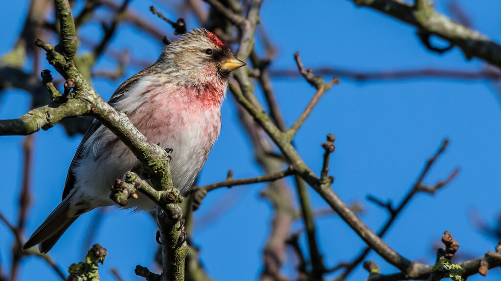 Common Redpoll