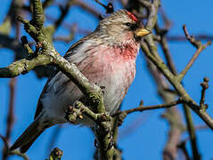 Common Redpoll