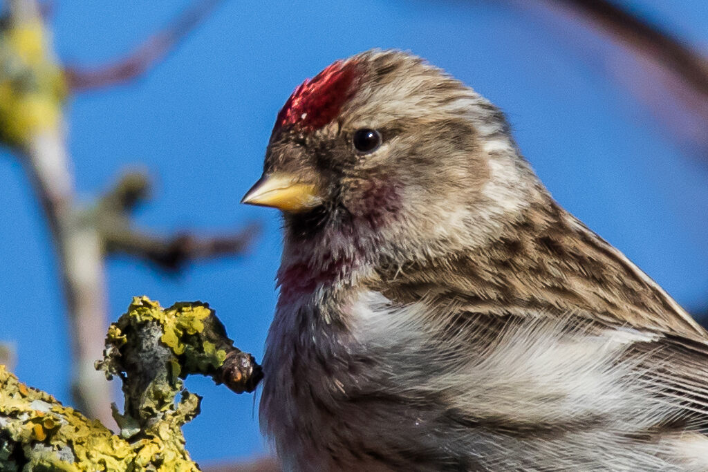 Redpoll, identification, close-up portrait