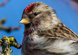 Common Redpoll