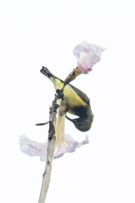 Garden Sunbird, identification, close-up portrait, feeding habits, eats