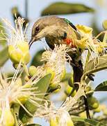 Beautiful Sunbird