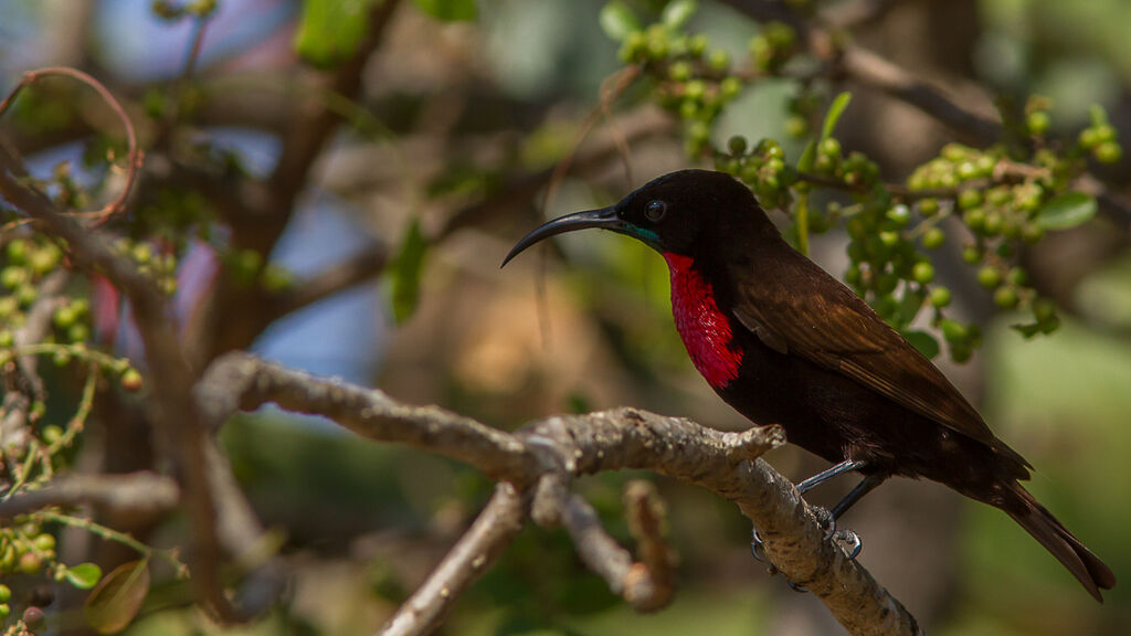 Scarlet-chested Sunbird