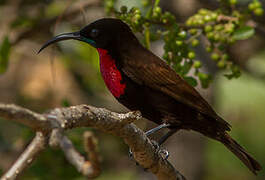 Scarlet-chested Sunbird