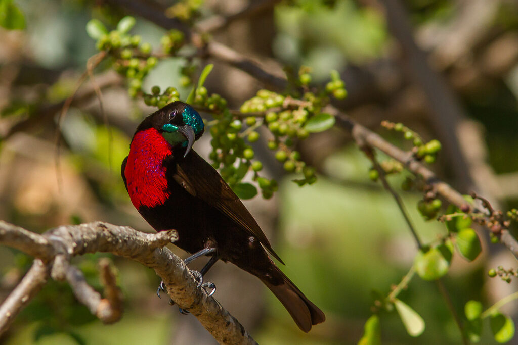 Scarlet-chested Sunbird