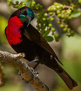 Scarlet-chested Sunbird