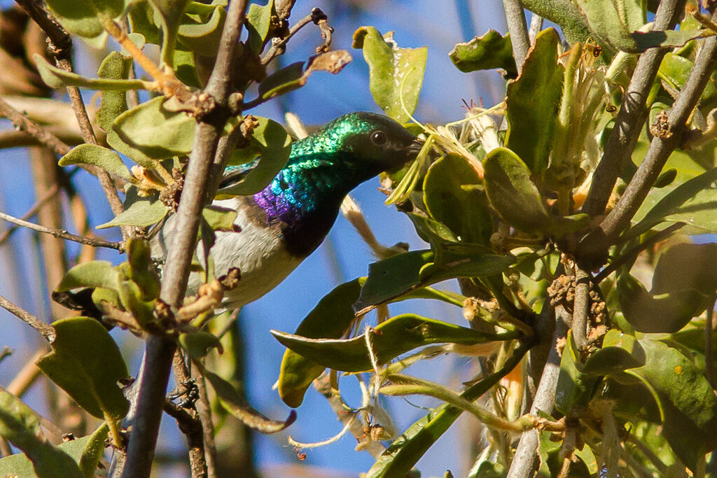 White-bellied Sunbird