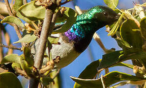 White-bellied Sunbird