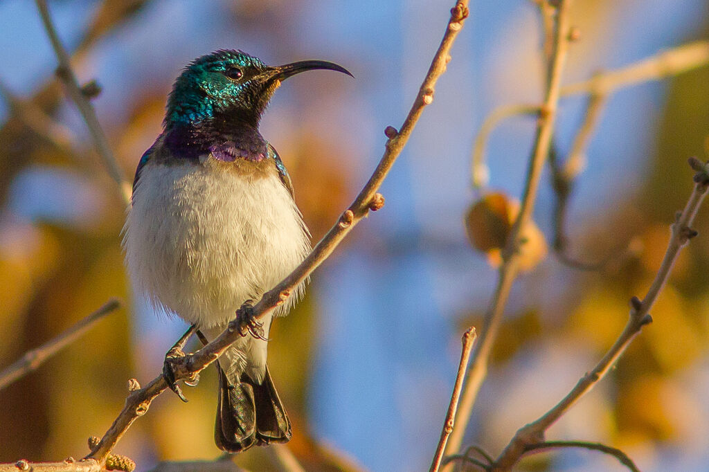 White-bellied Sunbird