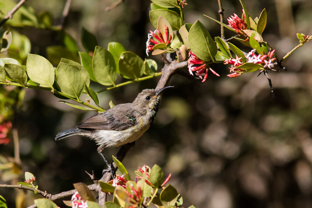 Variable Sunbird