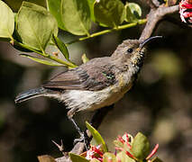 Variable Sunbird