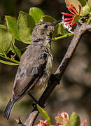 Variable Sunbird