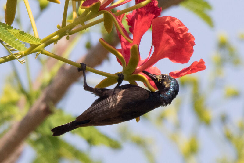 Purple Sunbird male, identification, feeding habits