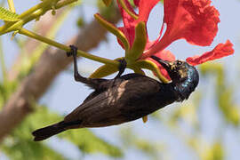 Purple Sunbird