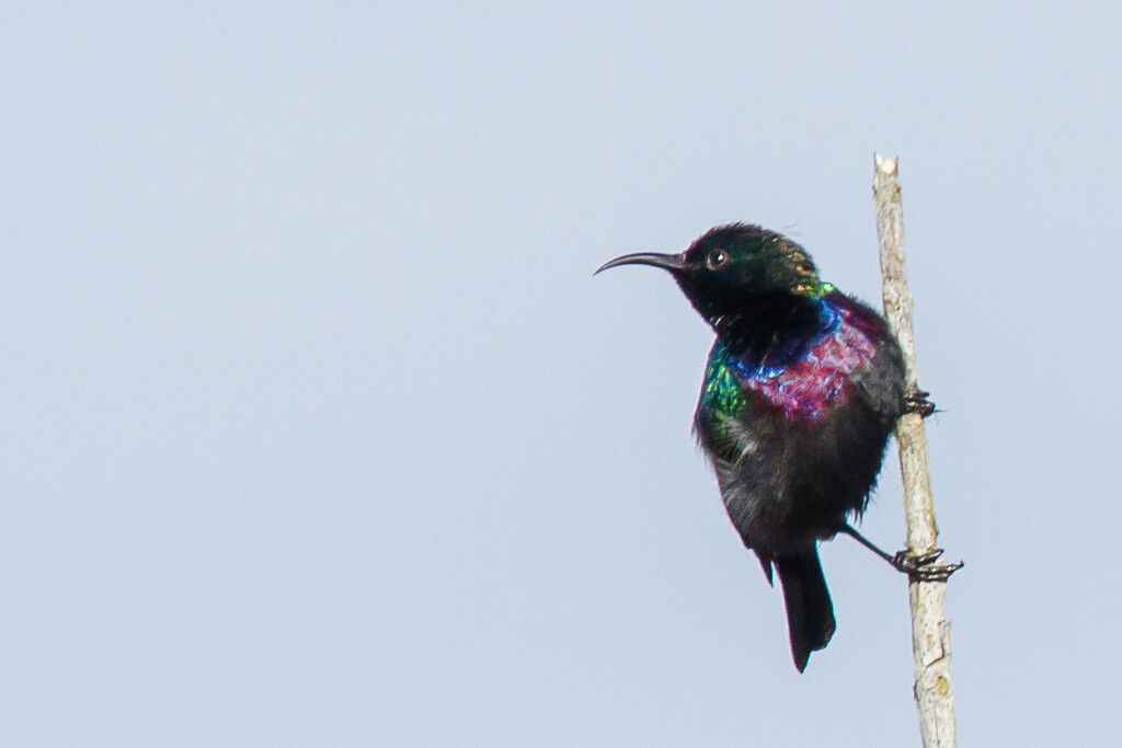 Purple-banded Sunbird