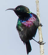 Purple-banded Sunbird