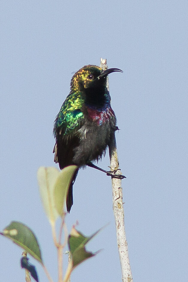 Purple-banded Sunbird