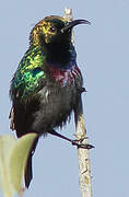 Purple-banded Sunbird