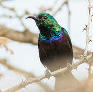 Marico Sunbird