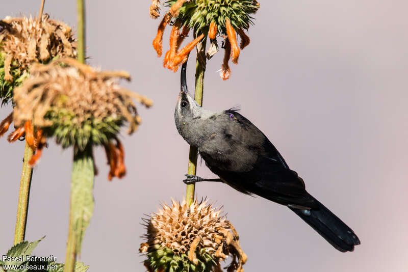 Tacazze Sunbird male adult post breeding, feeding habits