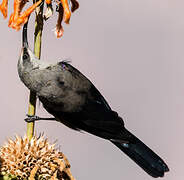 Tacazze Sunbird