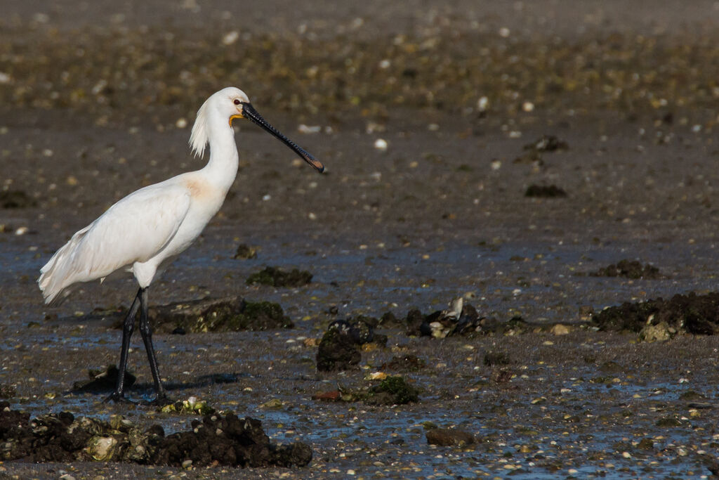 Eurasian Spoonbill