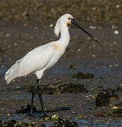 Eurasian Spoonbill