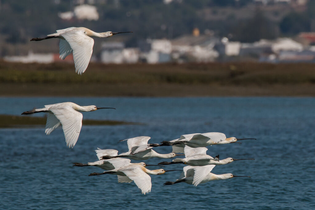 Eurasian Spoonbill