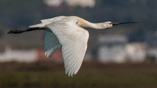 Eurasian Spoonbill