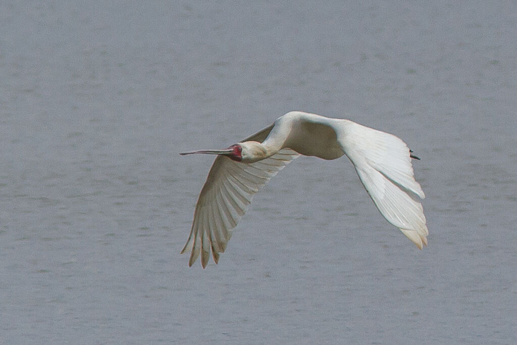 African Spoonbill