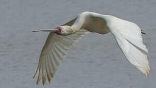 African Spoonbill