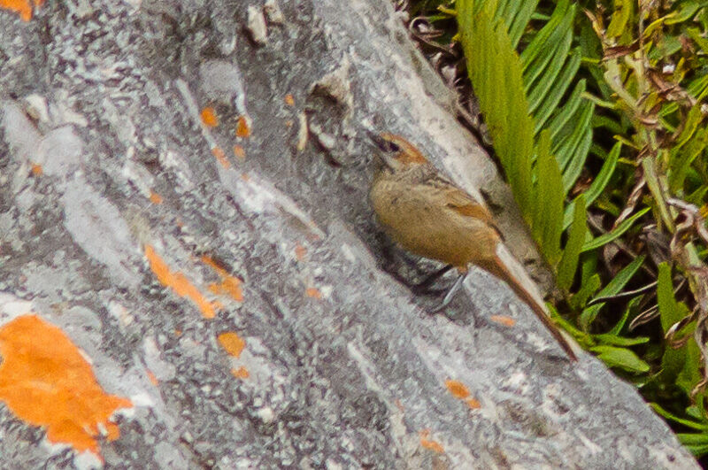 Cape Grassbird