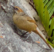 Cape Grassbird