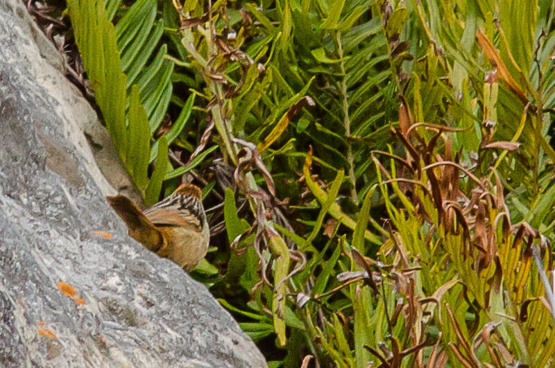 Cape Grassbird