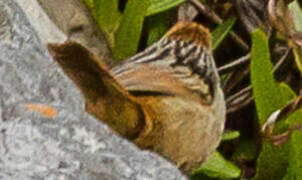 Cape Grassbird