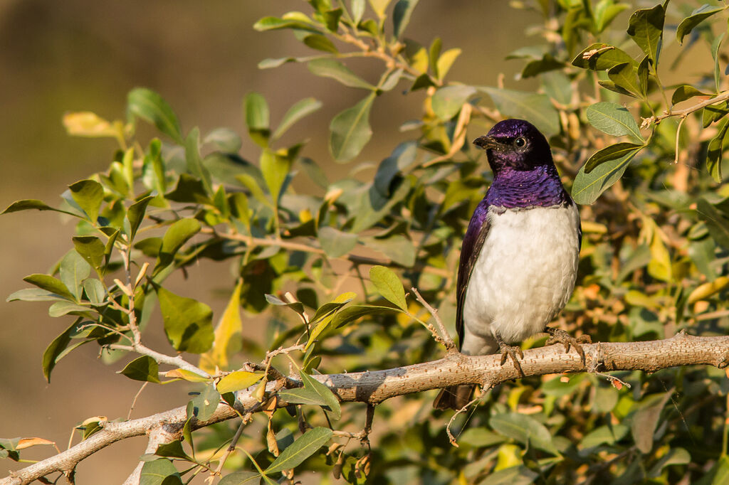 Violet-backed Starlingadult