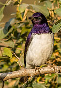 Violet-backed Starling