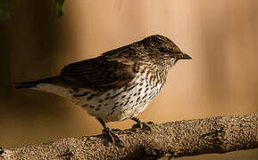 Violet-backed Starling