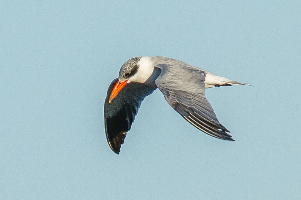 Caspian Tern