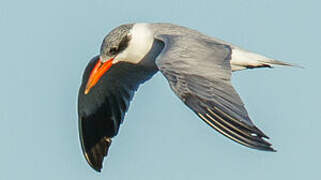 Caspian Tern