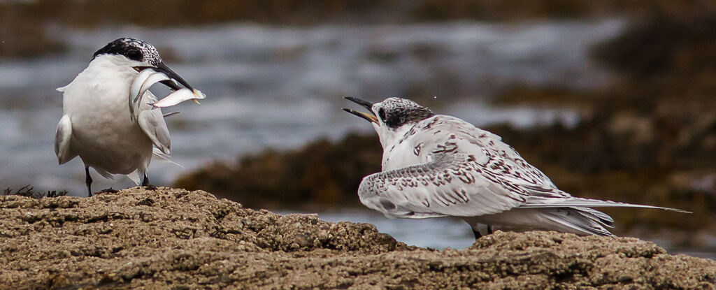 Sandwich Tern